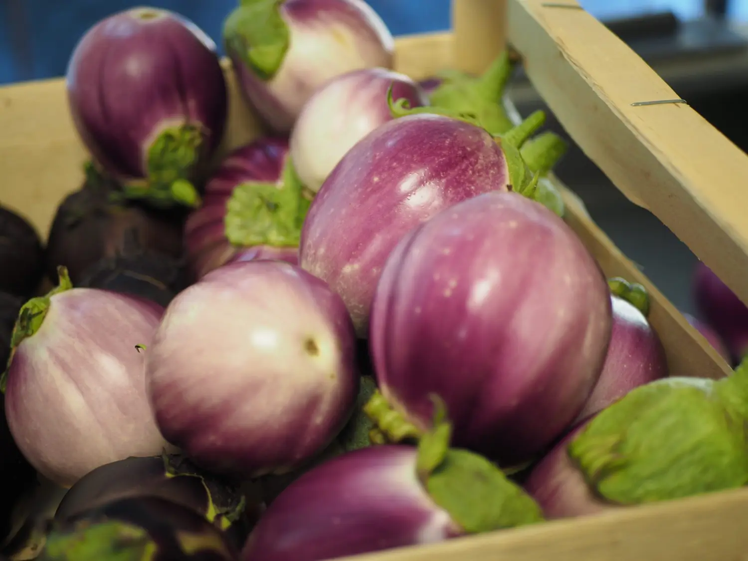 Aubergines du potager