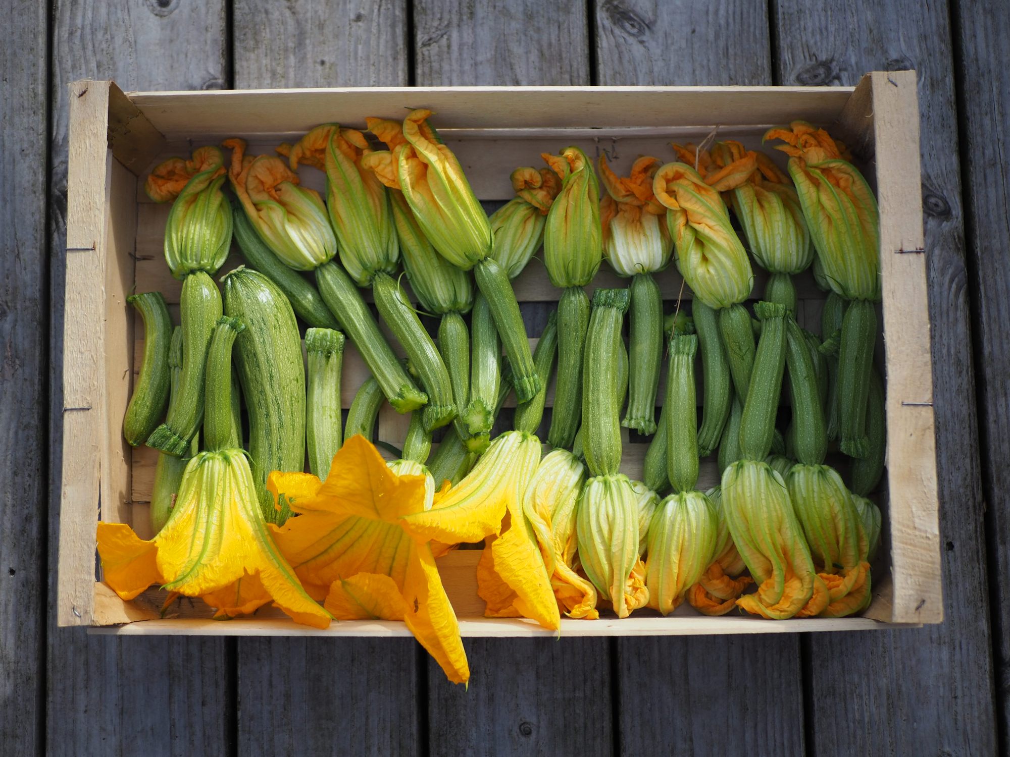 Courgettes et fleurs de courgette du potager