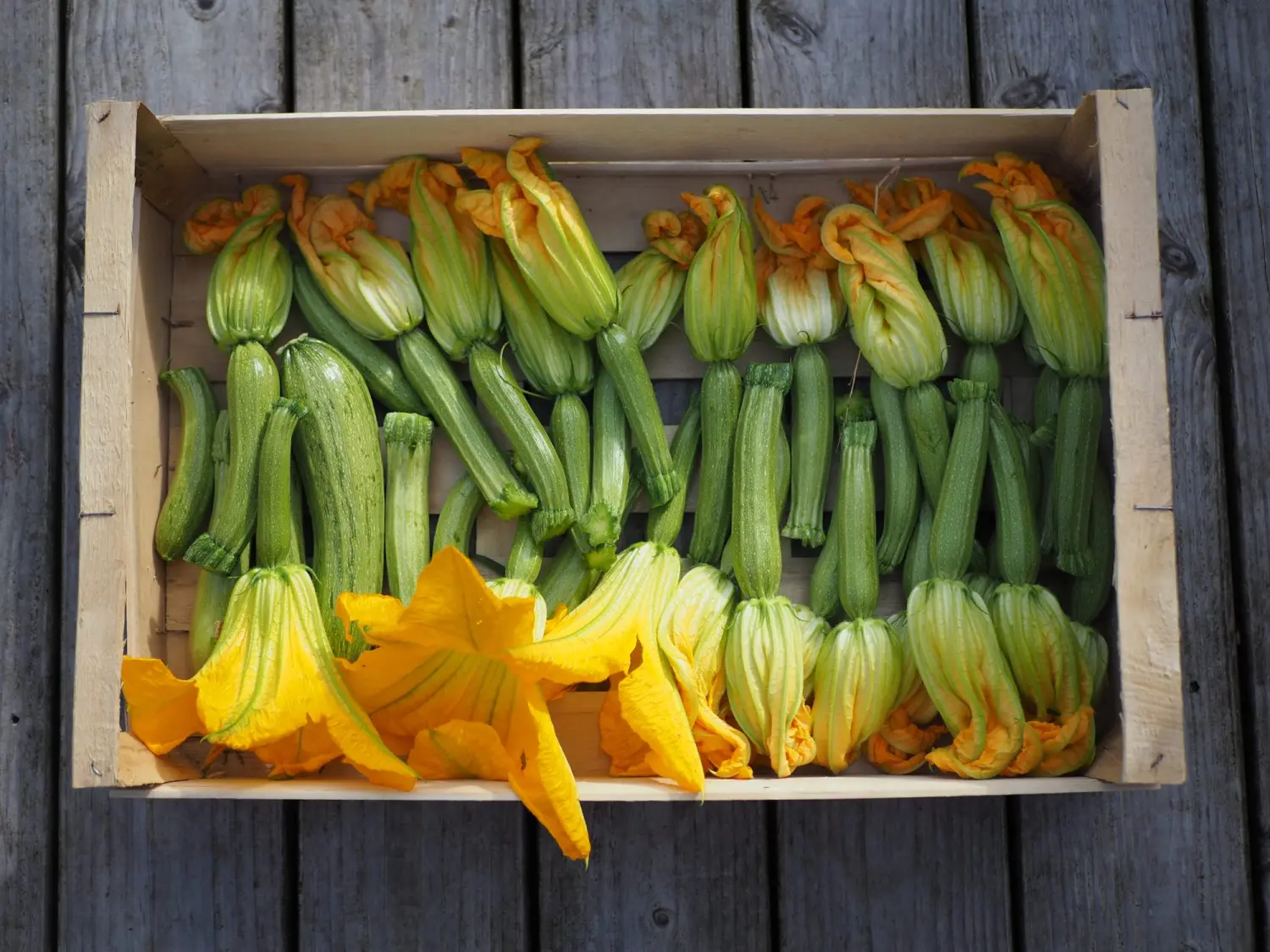 Courgettes et fleurs de courgette du potager